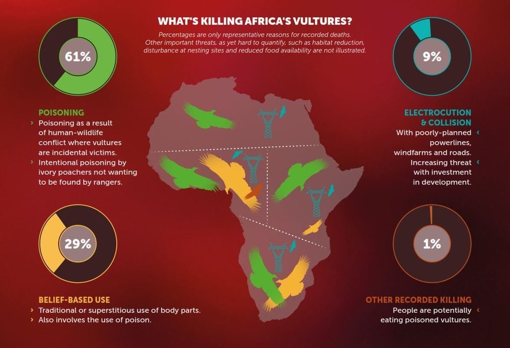 Map of African vultures Map of African vultures