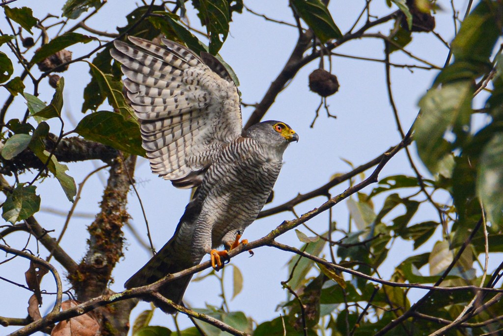 Tiny Hawk Perched in Tree