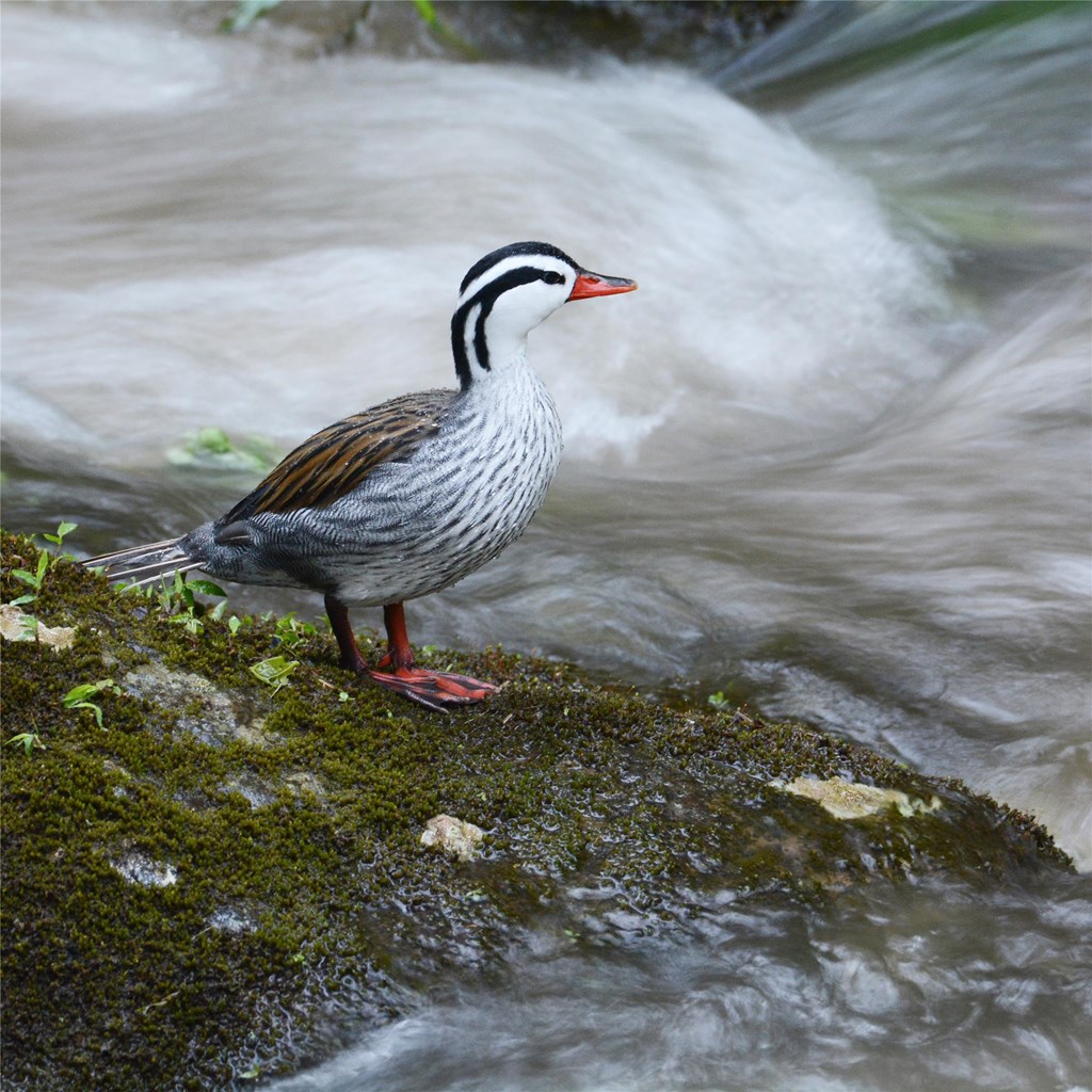 Torrent Duck by a River