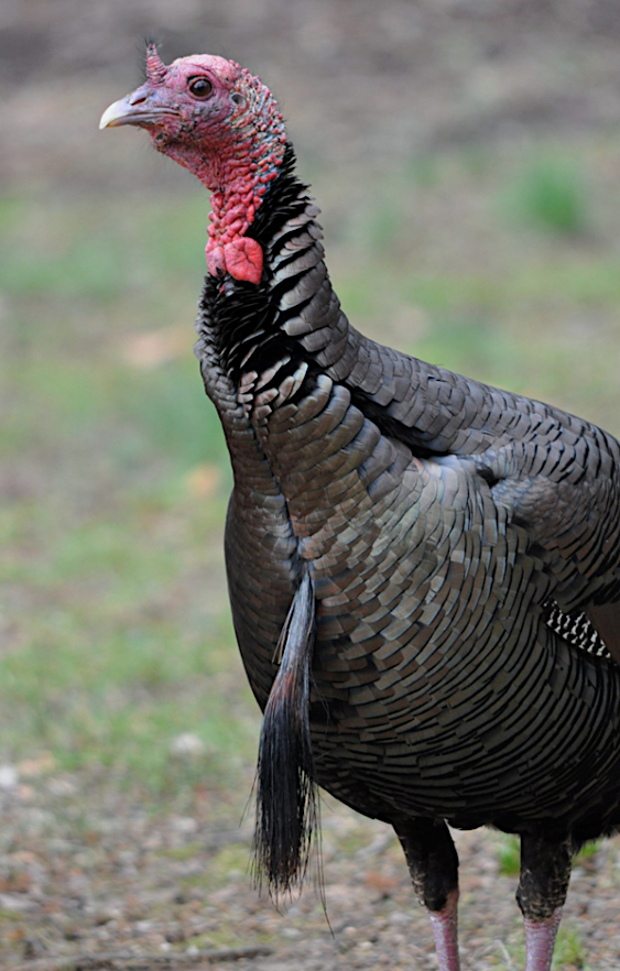 Male Turkey Male Turkey