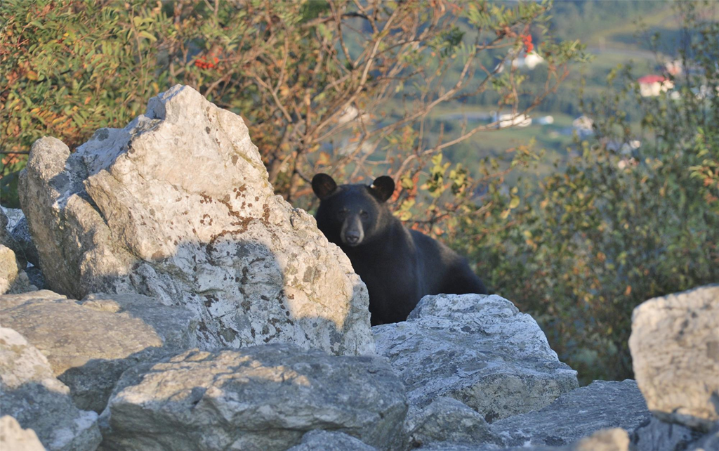 A black bear sits among the rocks at North lookout