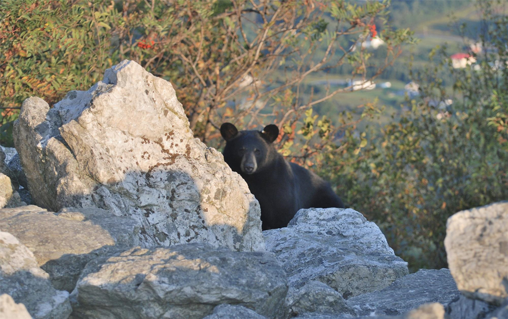 A black bear sits among the rocks at North lookout A black bear sits among the rocks at North lookout