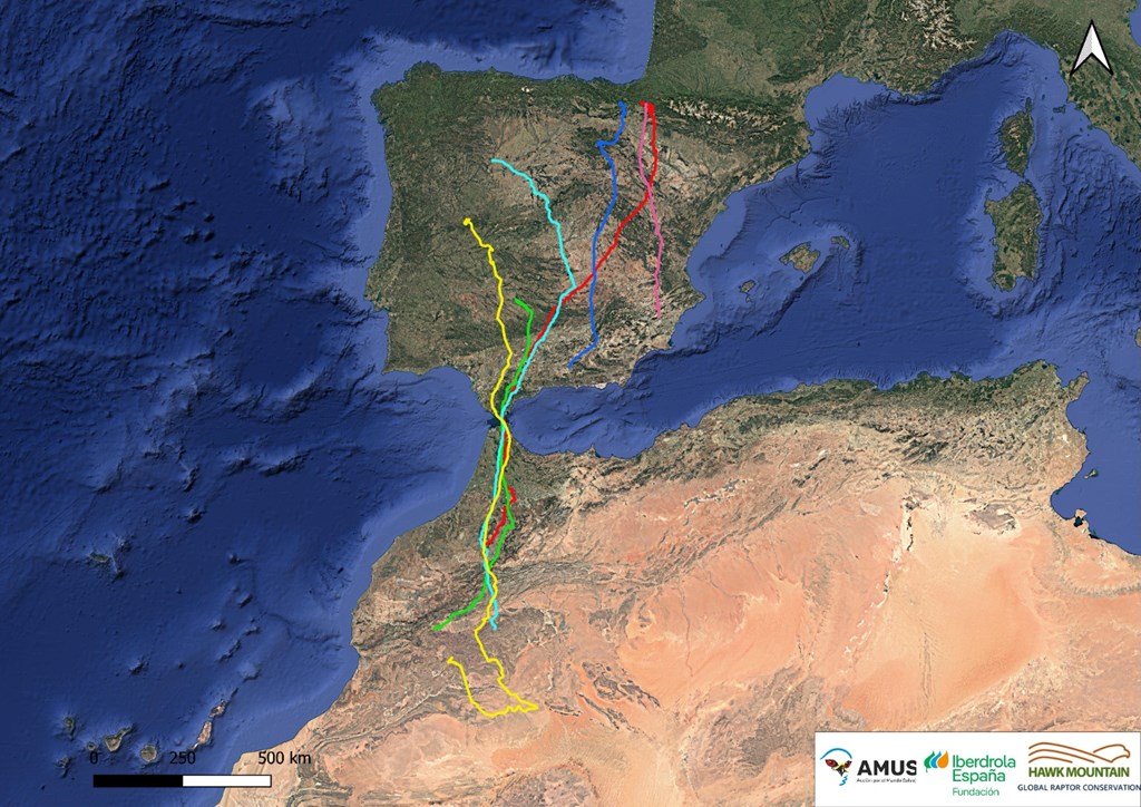 Egyptian Vulture Movement Tracked From Spain to Africa Egyptian Vulture Movement Tracked From Spain to Africa