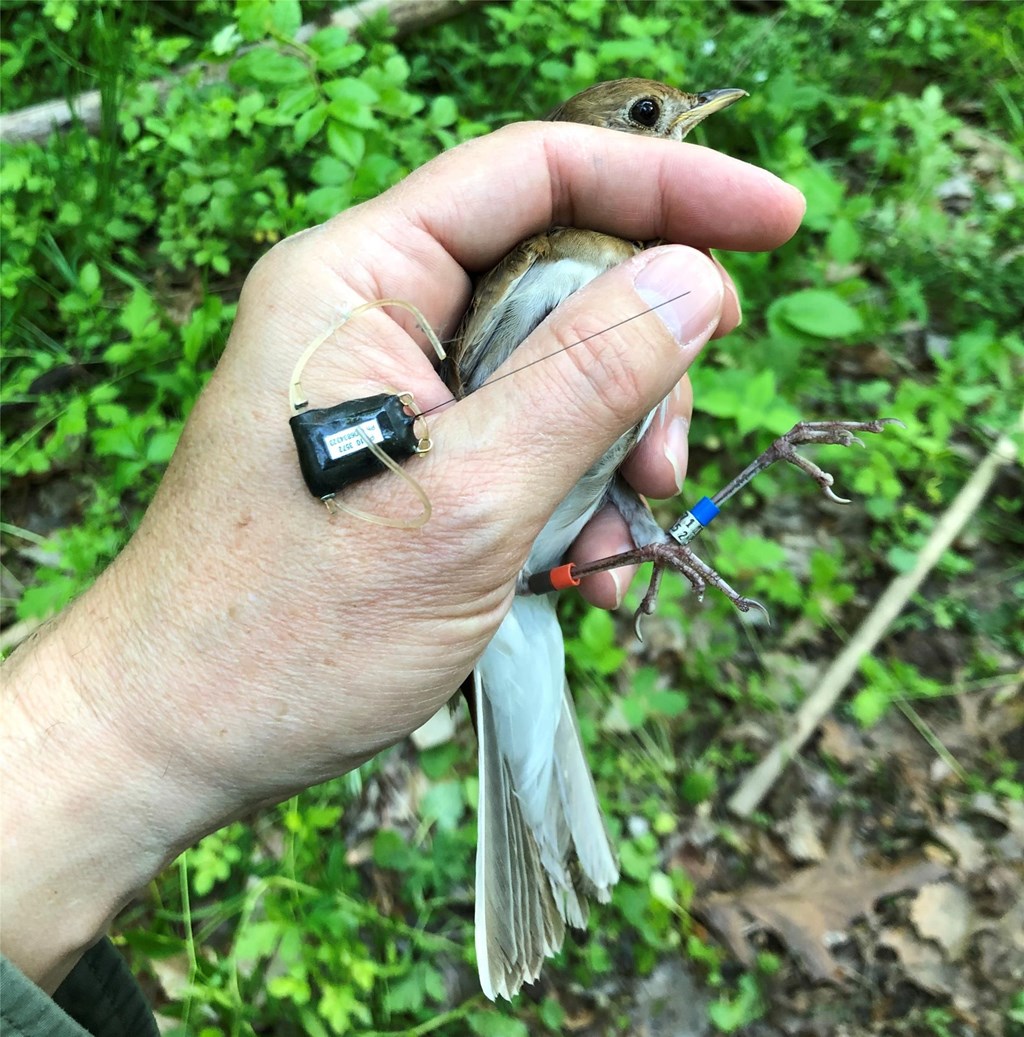 Veery Tag Recovery