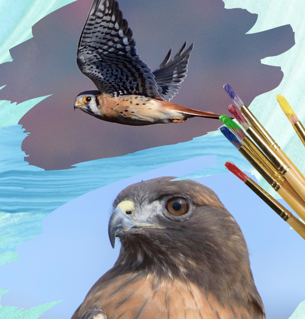 Big Bird Little Bird graphic featuring an American kestrel and red-tailed hawk Big Bird Little Bird graphic featuring an American kestrel and red-tailed hawk