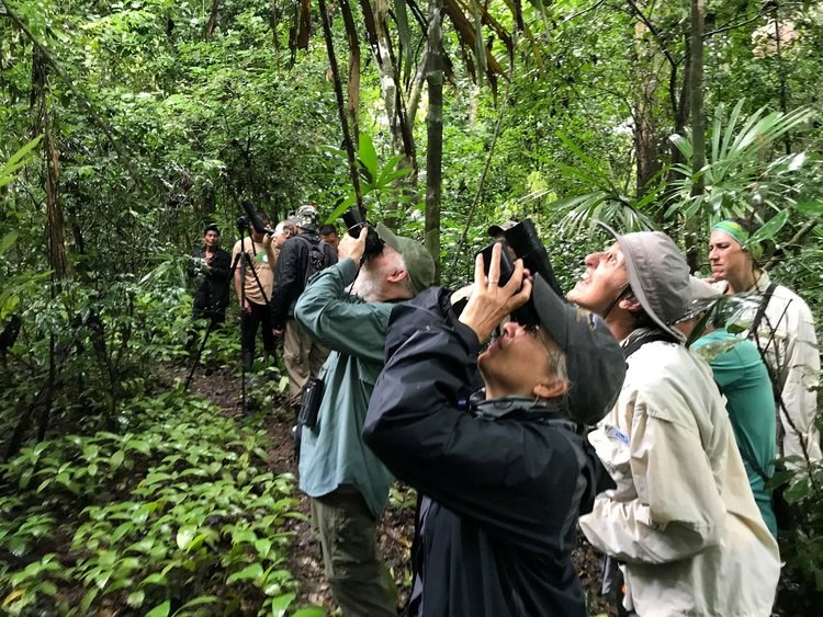 Many birdwatchers with binoculars spotting birds. Bird Watchers Looking into Canopy