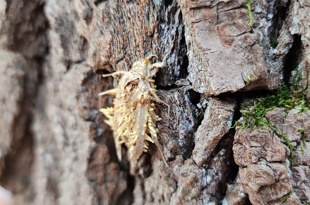 Parasitic Fungus by Bracken Brown
