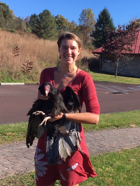 Turkey Vultures  Hawk Mountain Sanctuary: Learn Visit Join