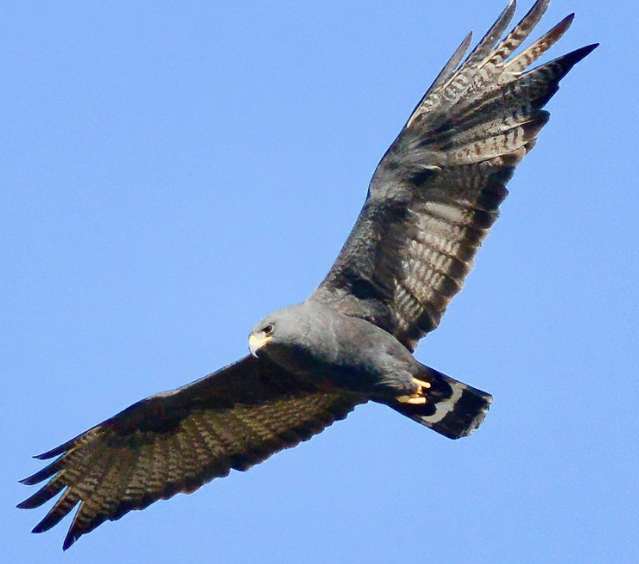 Zone-tailed Hawk in Flight Zone-tailed Hawk in Flight