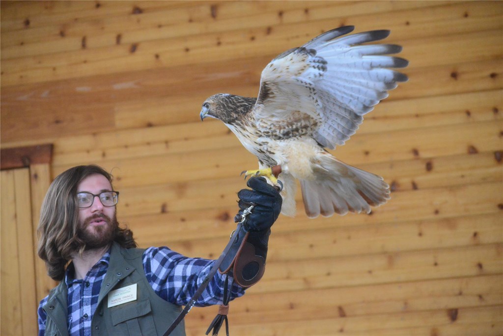 Educator Aaron with a Red-tailed Hawk