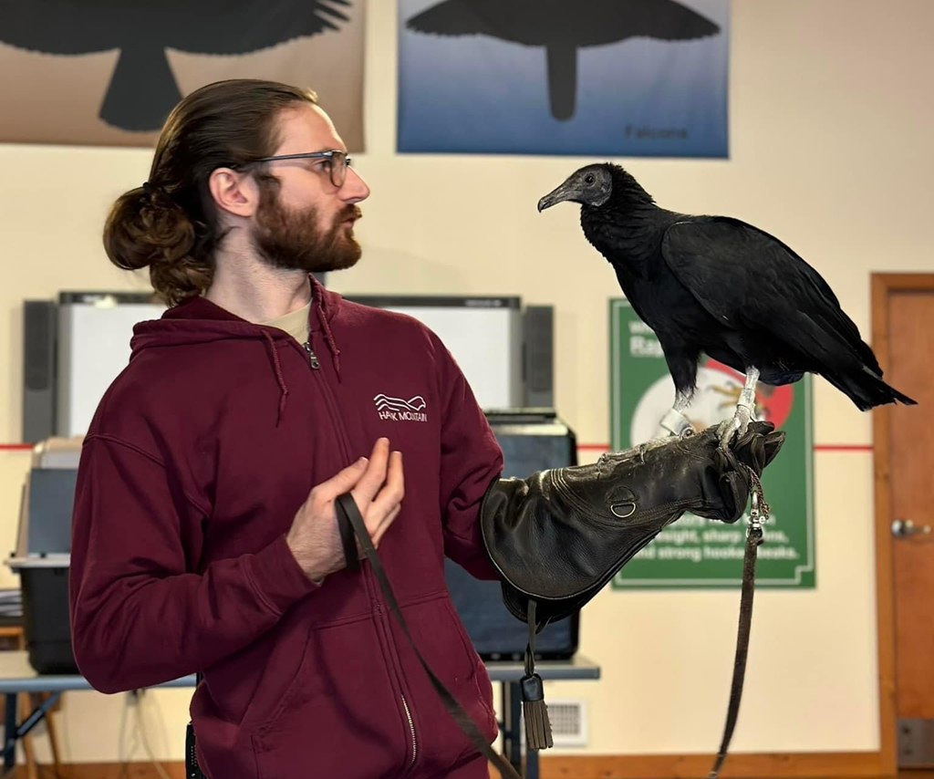 Educator Aaron with the Black Vulture
