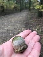 acorn