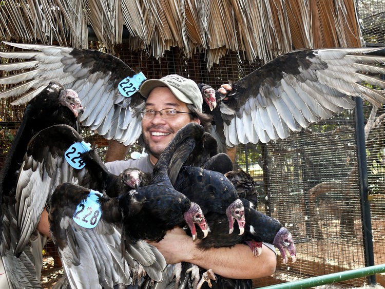 AN Rodriguez with many vultures