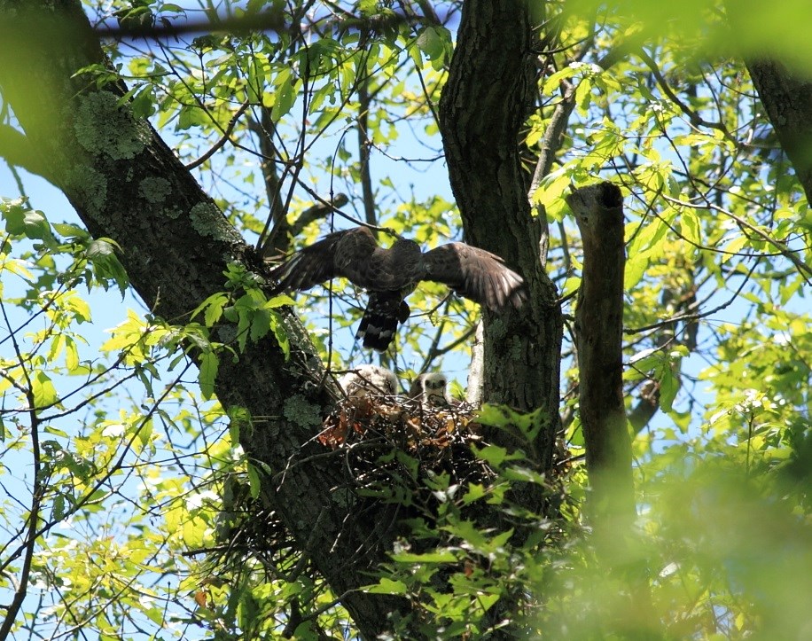 Adult broad-winged hawk flying to its nest of chicks