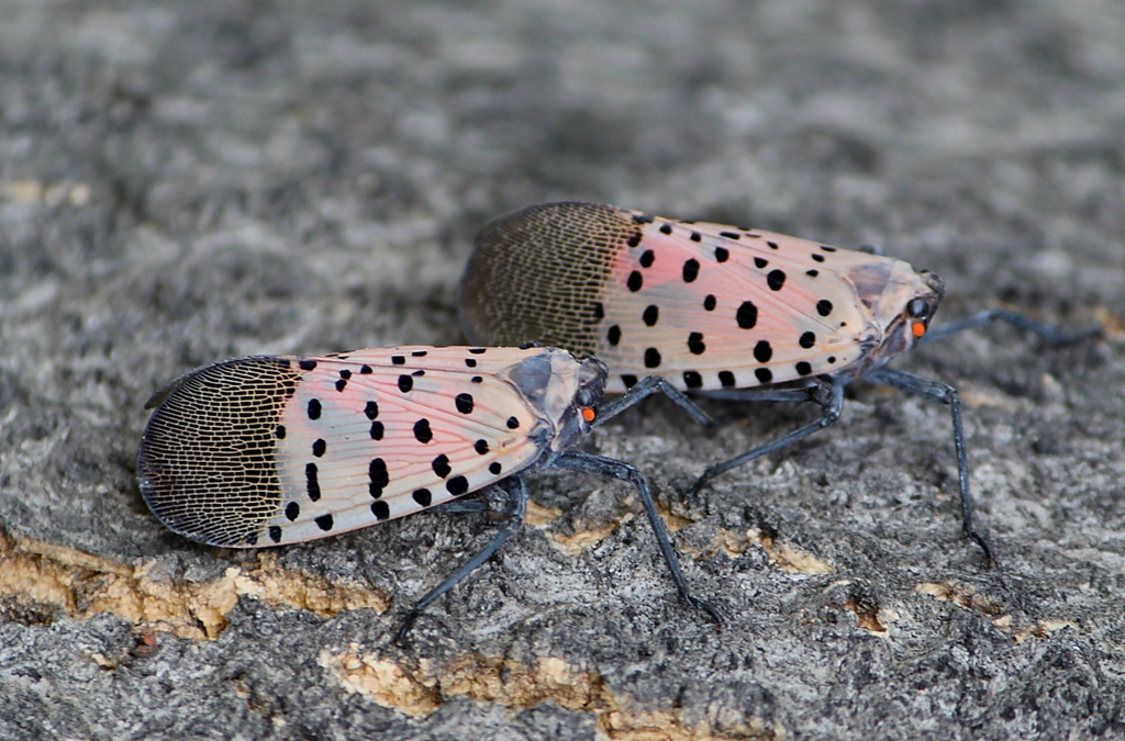 Spotted Lanternfly Adults