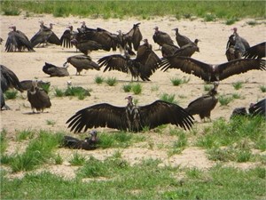 Hooded Vultures
