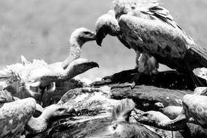 african white backed vulture African White-Backed Vulture
