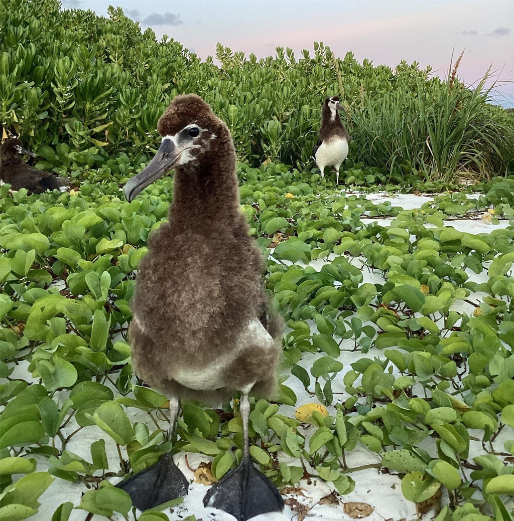 Albatrosses