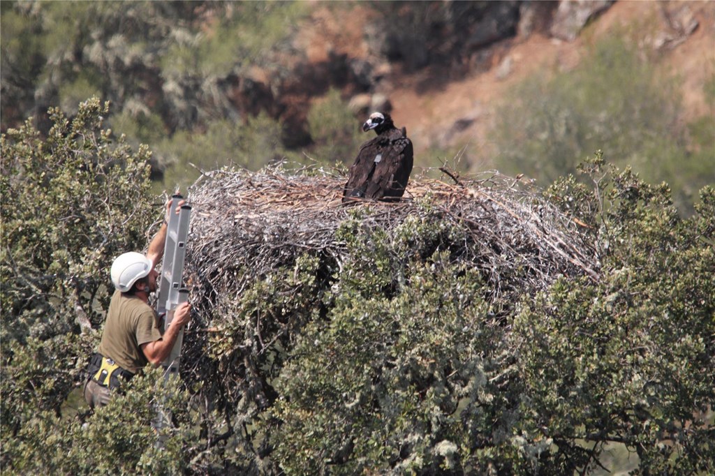 Alfonso Godino climbing to a cinereous vulture nest Alfonso Godino climbing to a cinereous vulture nest