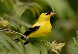american goldfinch 2