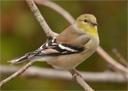 american goldfinch american goldfinch