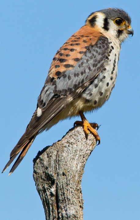 American Kestrel Perched on Branch