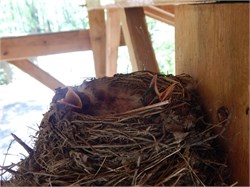 american robin chicks american robin chicks