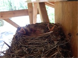 american robin chicks