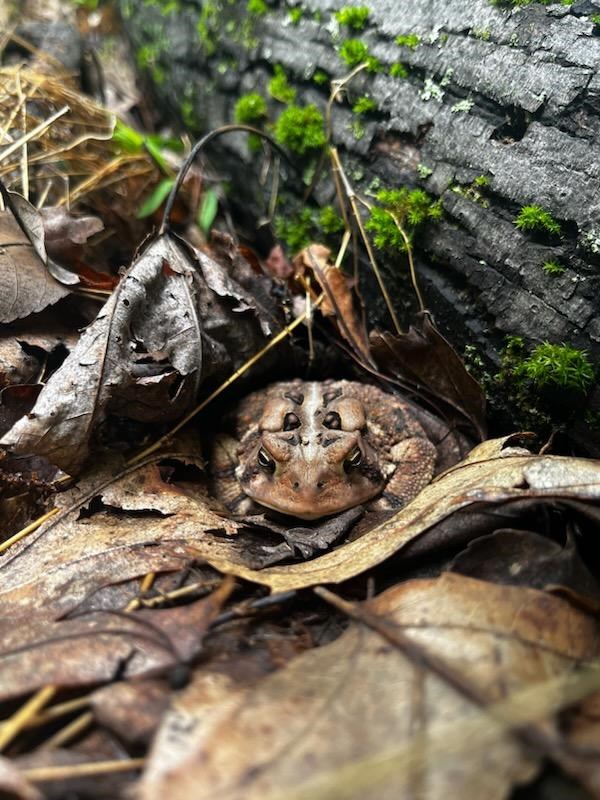 American Toad Crouched in the Leaves