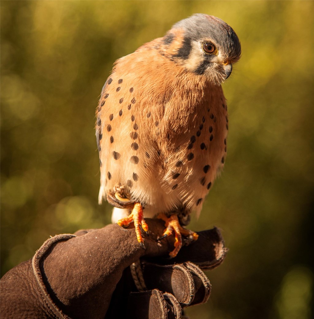 Avian Ambassador American Kestrel on Educator's Glove