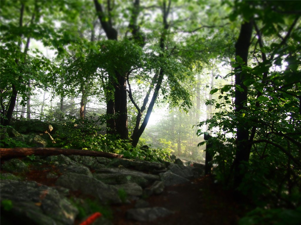 Trail to North Lookout