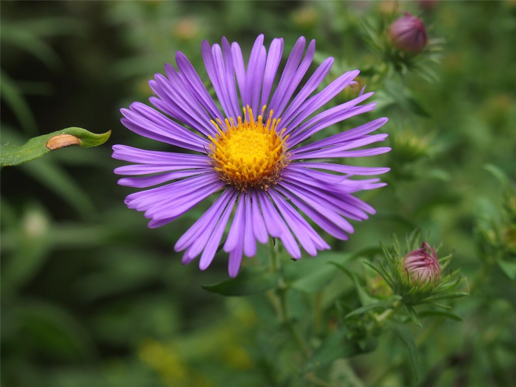 Aster