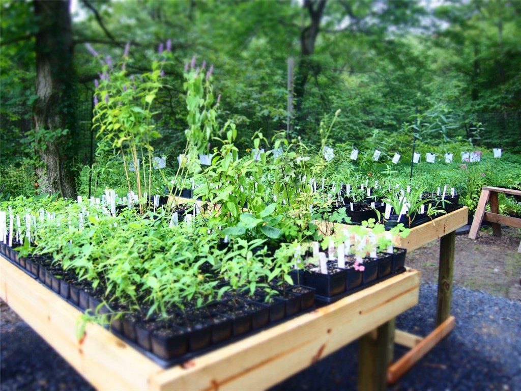 Propagated plants lined up for sale at the spring Native Plant Sale