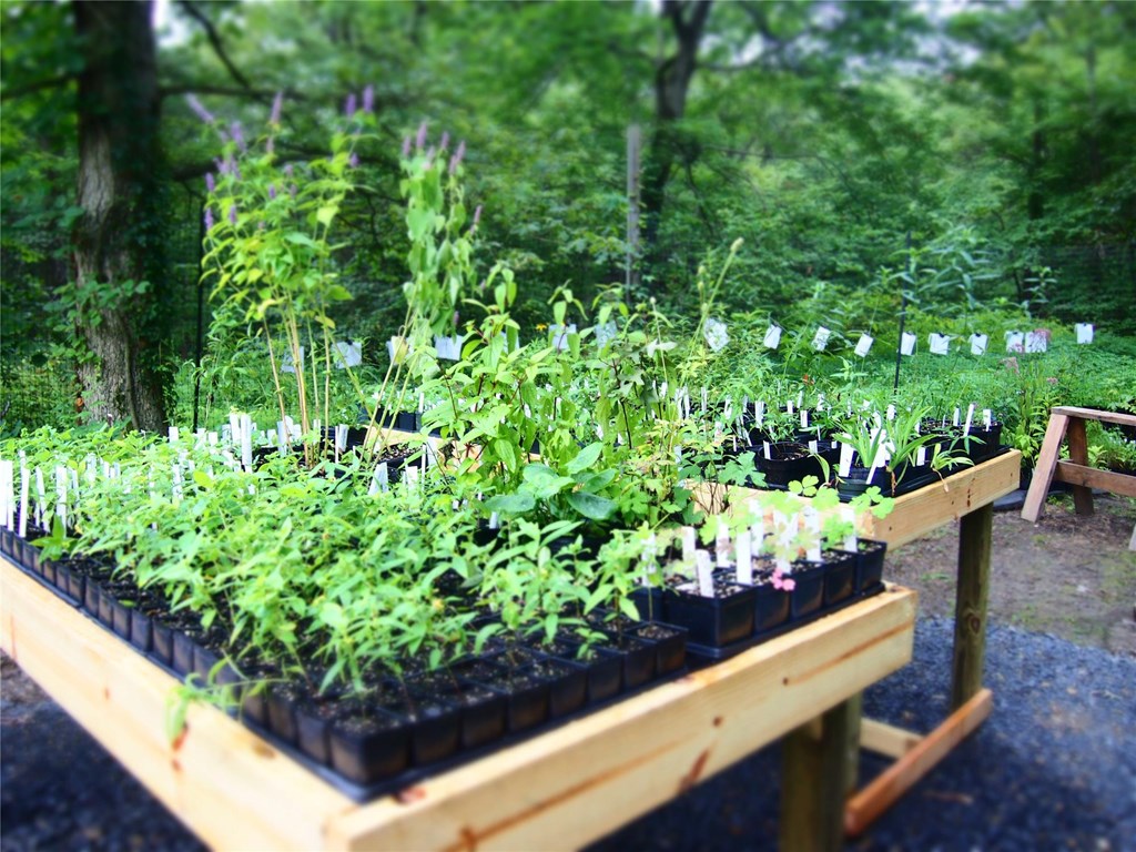 Native Plant Sale Set Up Propagated plants lined up for sale at the spring Native Plant Sale