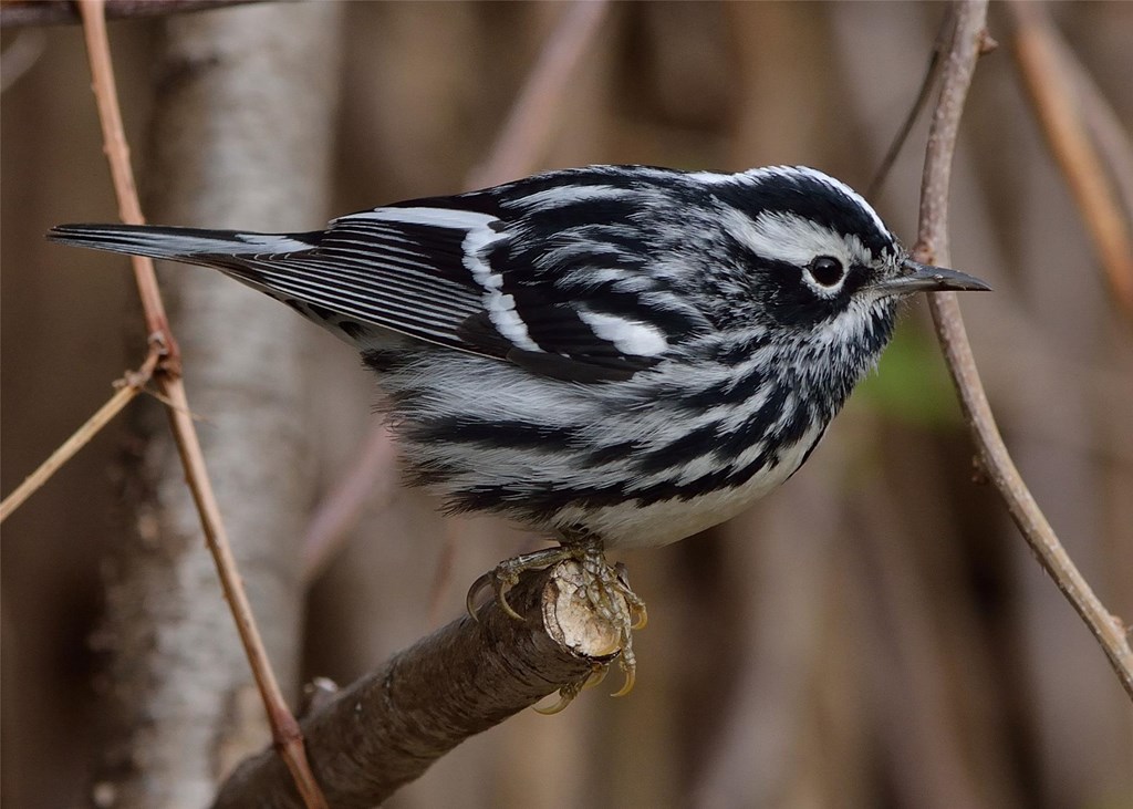 A Black and White Warbler Perched Atop a Branch