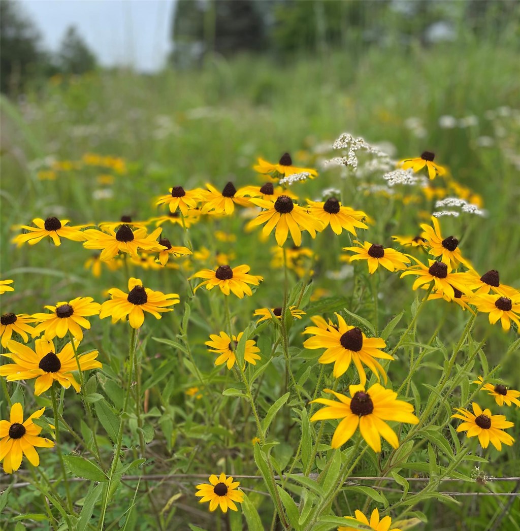 Black-eyed Susans