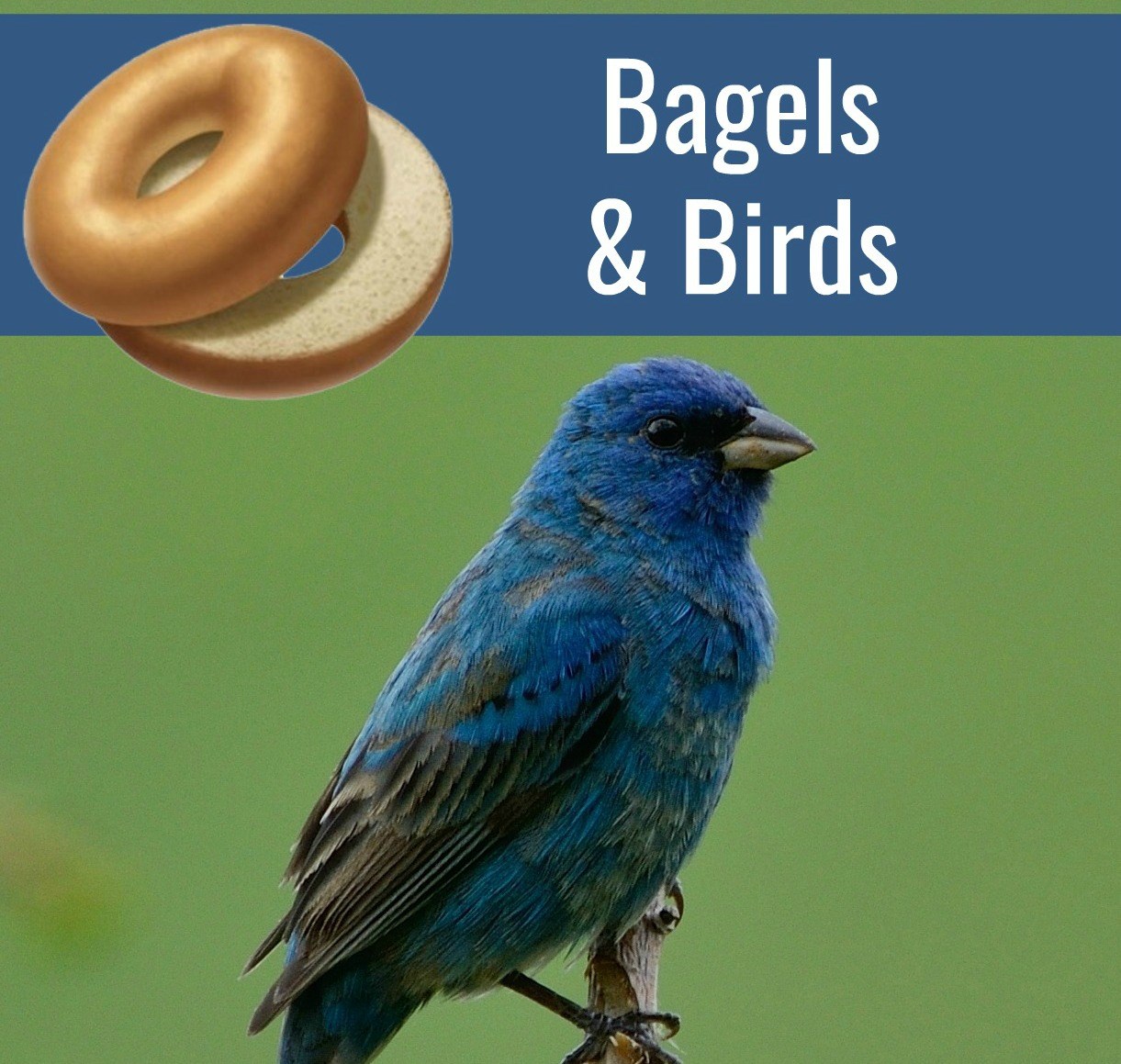 Bagels & Birds Bagels & Birds