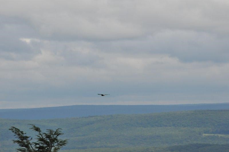 bald eagle passes north lookout by fenna miller