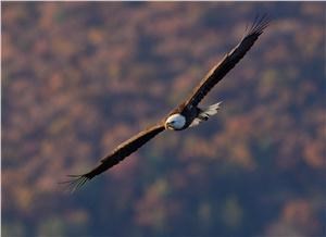 Bald Eagle by Bill Moses