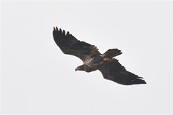 bald eagle bald eagle