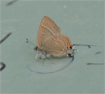 banded hairstreak butterfly