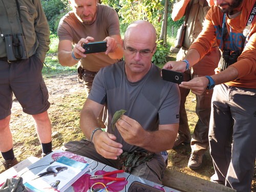 Banding a green warbler