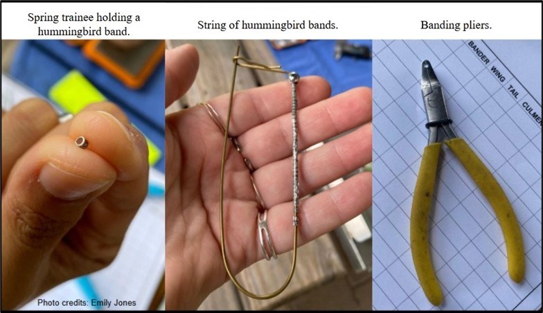 tools for hummingbird banding