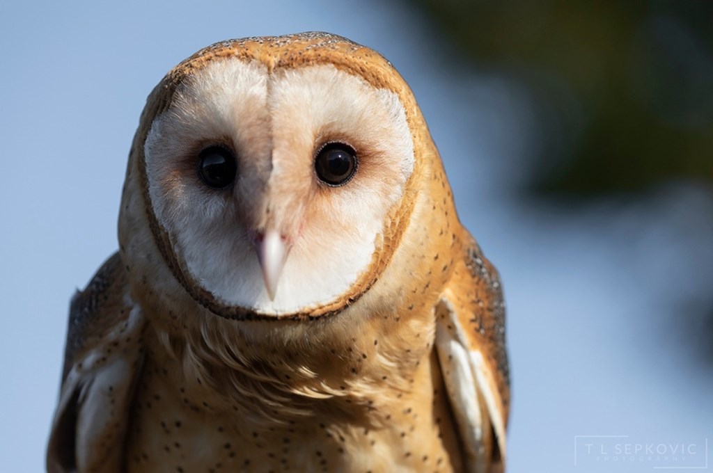 Barn Owl Close Up