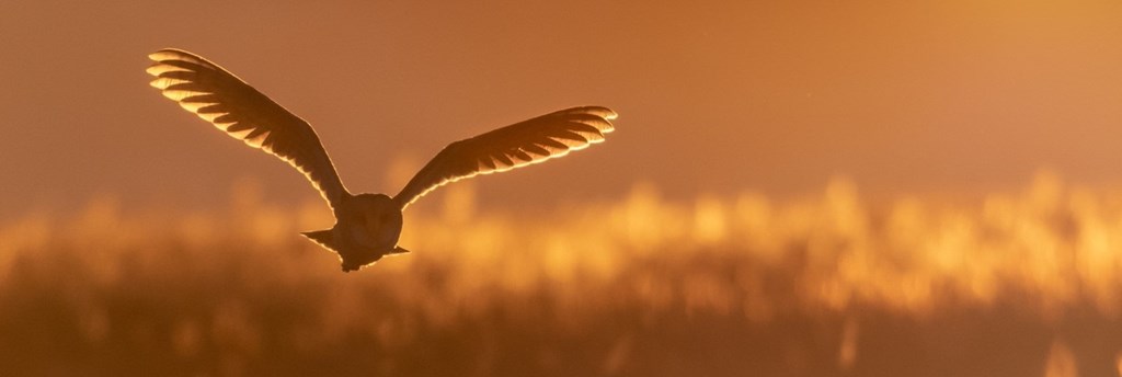 Barn Owl in Flight Barn Owl in Flight