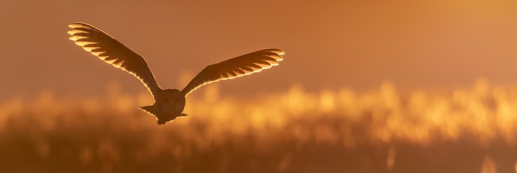 Barn Owl in Flight