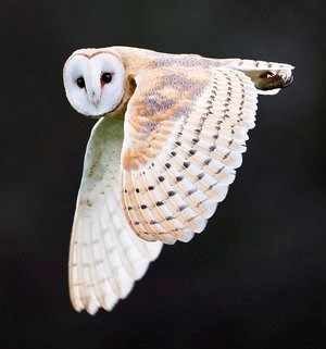 barn owl