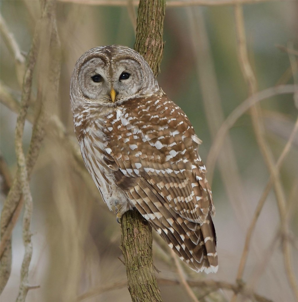 Barred owl perched on a tree