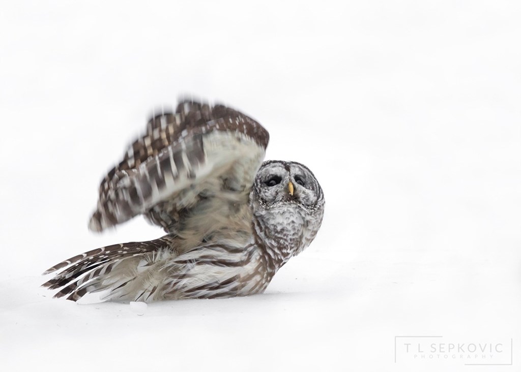 Barred Owl in Snow 