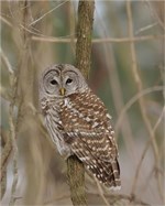 barred owl barred owl